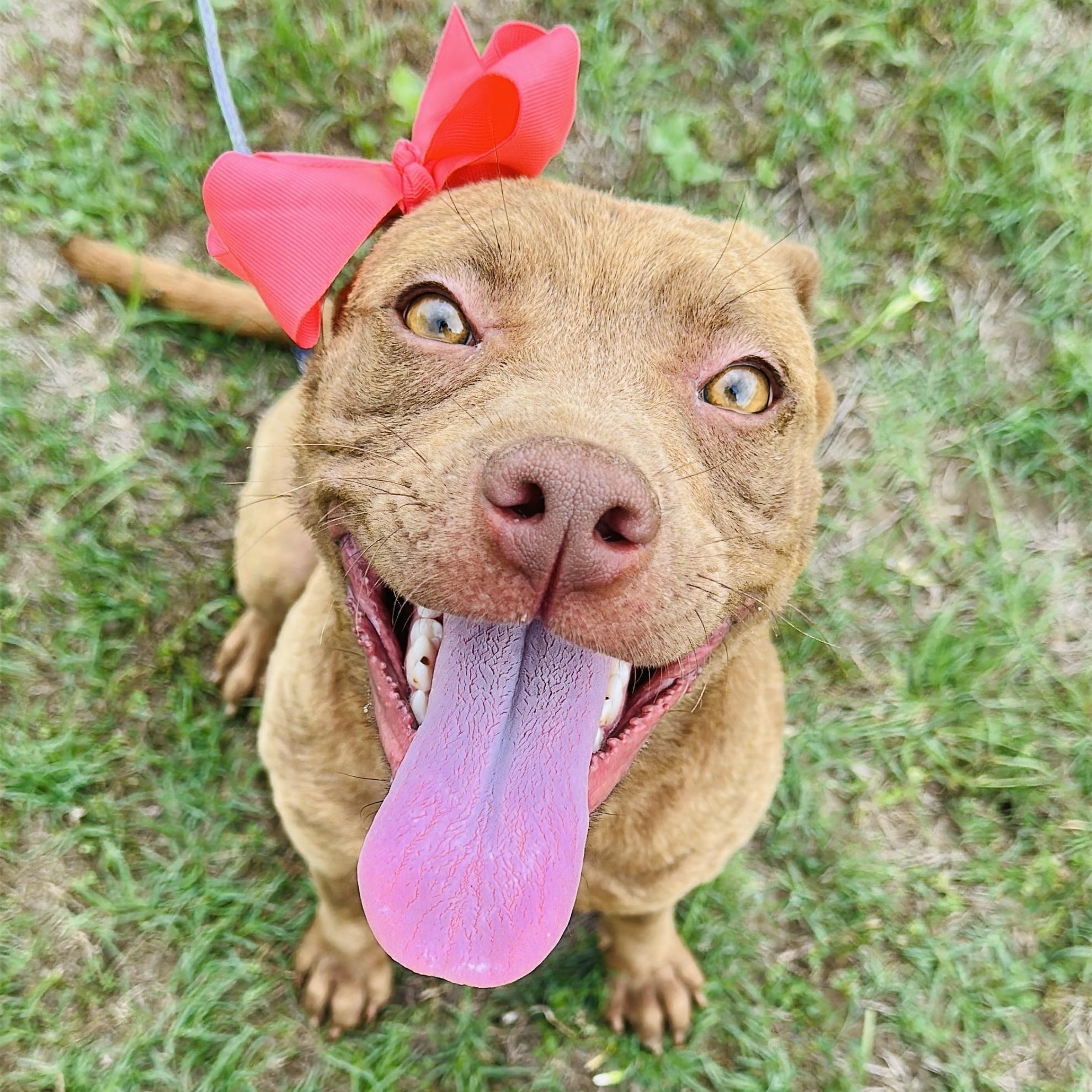 Brown dog with red bow