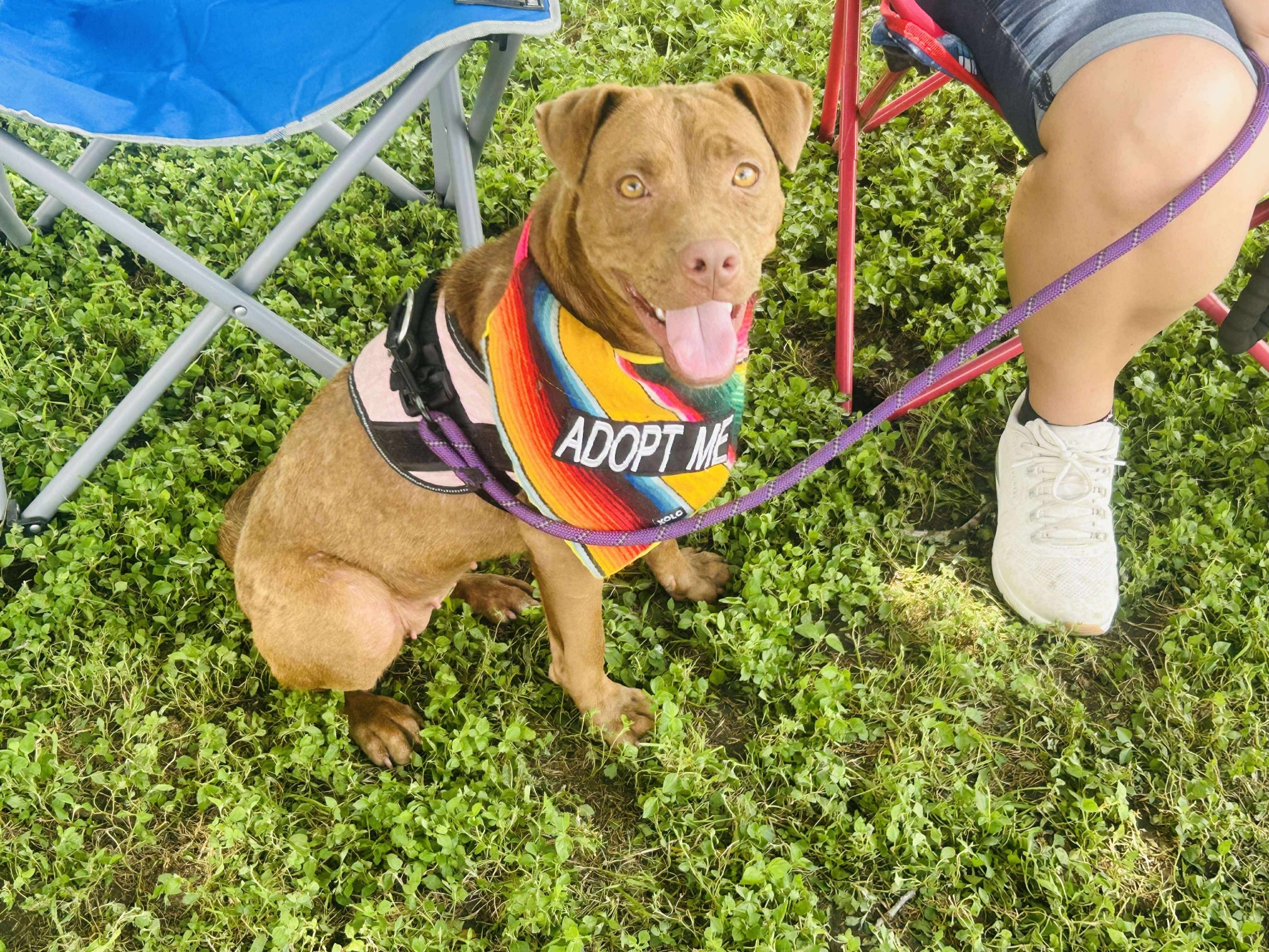 Pit bull with adopt me bandana