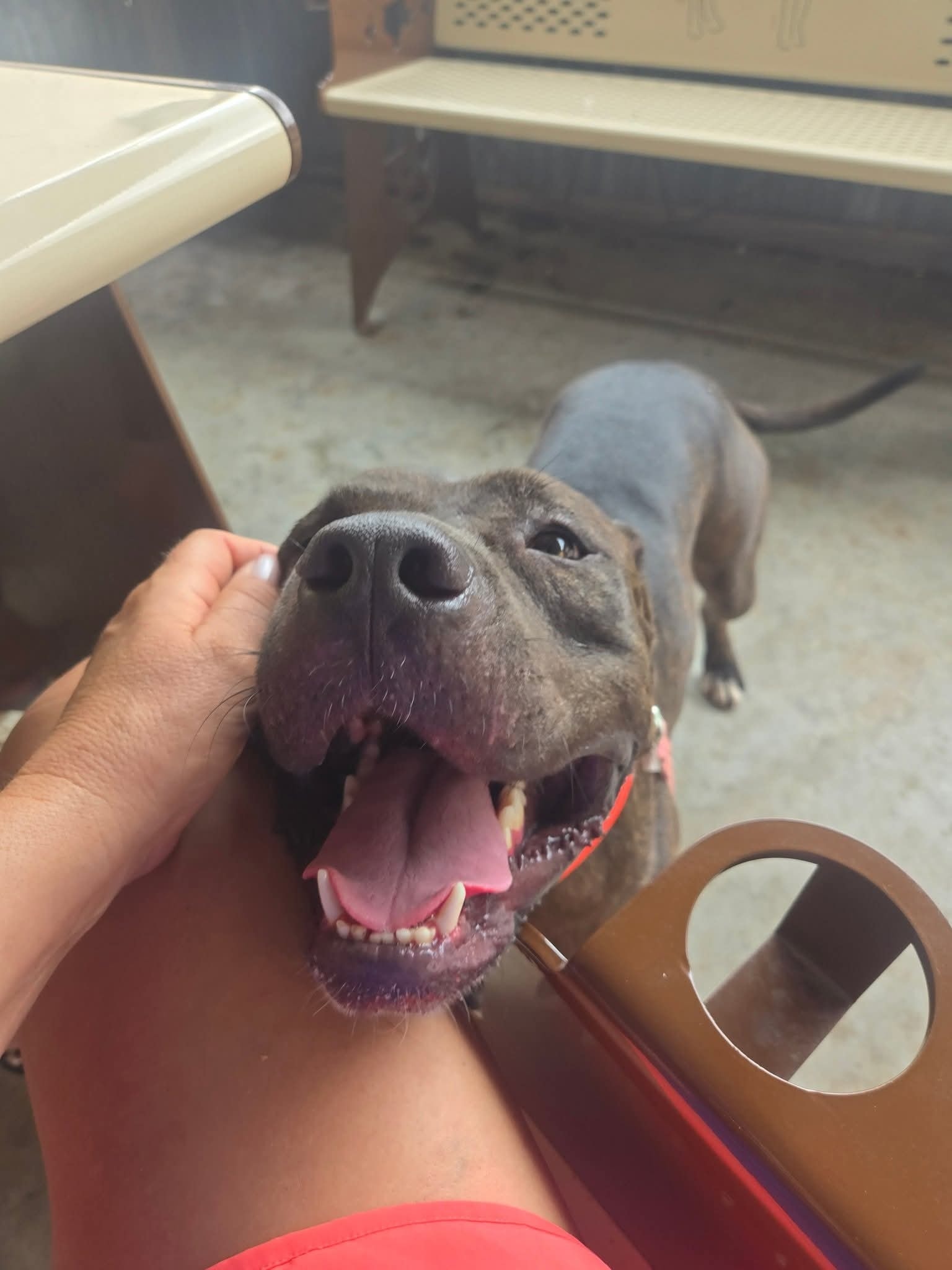 Pit bull smiling close up